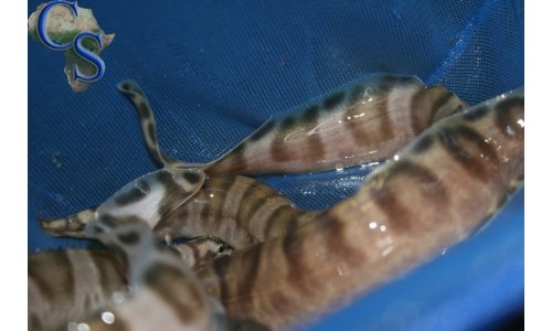 Mastacembelus ellipsifer